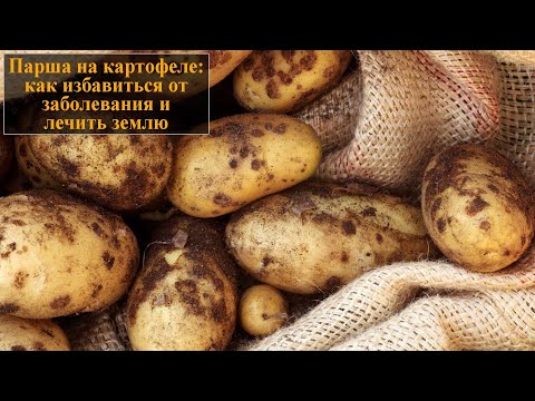 Парша на картофеле как избавиться от заболевания и лечить землю