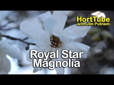 Video: Zvaigžņu magnoliju kopšana - padomi zvaigžņu magnolijas koku audzēšanai