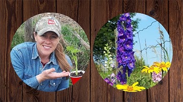 How I Propagate Delphiniums from Cuttings~a budget friendly way to fill your Garden!