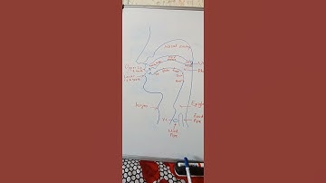 organs of speech #shortvideo #shorts #viral