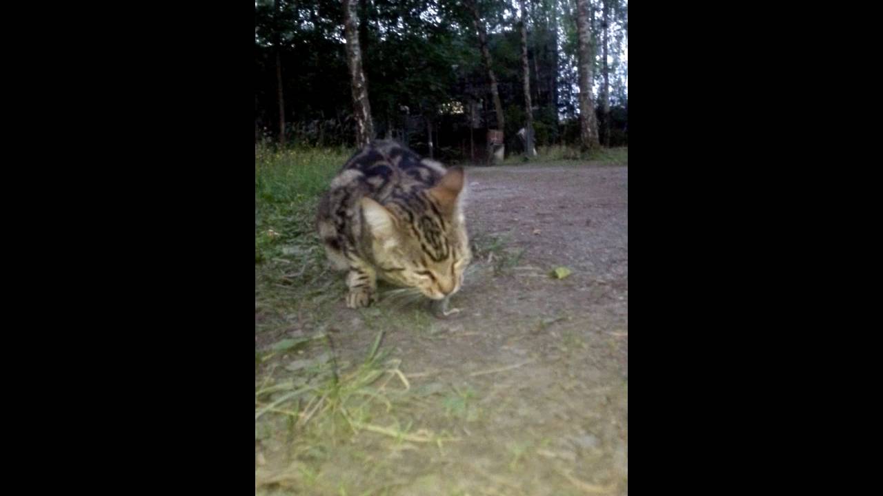 Bengal cat eat / hunting mouse YouTube