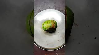 Spicy Mango 🥭🥭🥭🥭🥭🥭