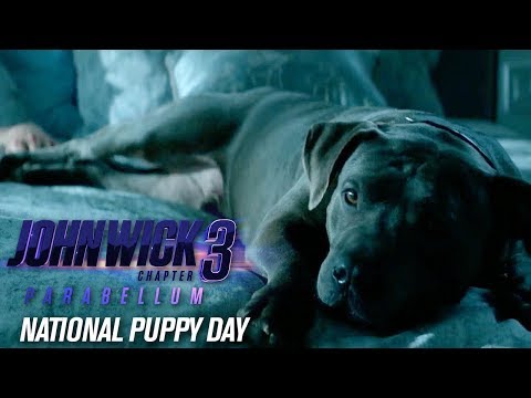 John Wick: Chapter 3 - Parabellum (2019 Movie) “Happy National Puppy Day” - Keanu Reeves