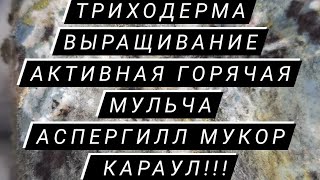 Внимание! Триходерма выращивание дома активная горячая мульча Аспергил