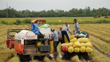 Cận cảnh bà con thu hoạch lúa chín ngoài đồng quá đông vui trúng mùa bội thu