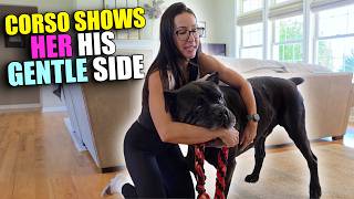 Cane Corso Shows Her His Gentle Side  Raw Home 