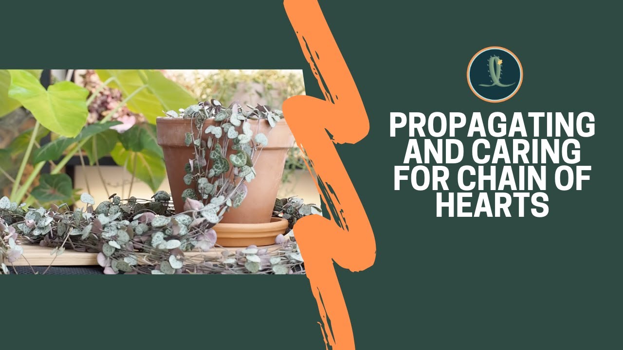 Chain of Hearts Care and Propagation | Plant Care 
