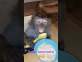 #monkey #petmonkey #экзотика #animal #зоо #макака #обезьяна #питомец #mukbang #гиббон