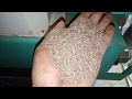 Cumin cleaning and processing plant
