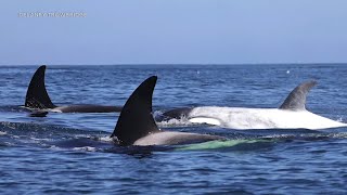 Rare White Killer Whale Spotted Among Pod Off Newport Beach Coast