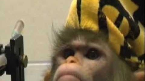 Monkey Mind Readers.avi