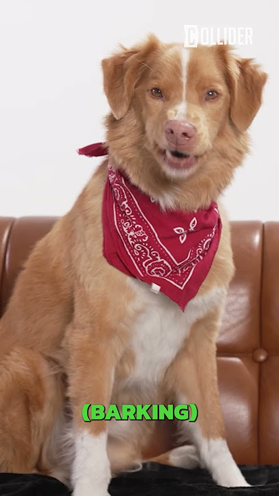 Good Boy: Inside the Mind of Hollywood’s Smartest Dog 🐾🎬