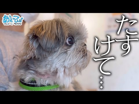 【お知らせあり】動物病院でプルプルなのに食前では横暴シーズー犬