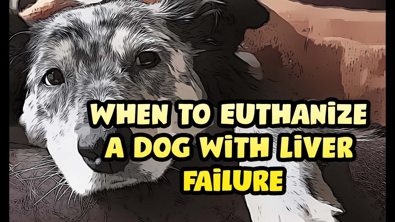 When To Euthanize A Dog With Liver Failure 2021 End Stages Signs