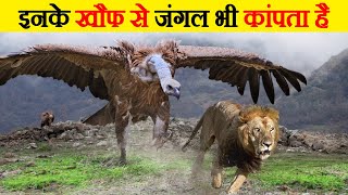 खूंखार पक्षियों के खौफनाक हमले| Deadliest bird attacks Part 2 | Most dangerous bird attacks |