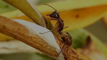 خلفية النمل/سورة النمل القارئ بلال دربالي حالات واتس اب بدون حقوق