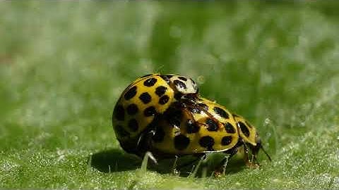 Mating 22 Spot Ladybirds (Psyllobora vigintiduopunctata) Just 3 to 5mm long.