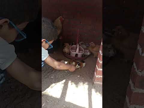 فأر ده ولا خنزير غينيا