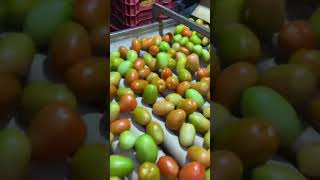 Tomate Sendo Pado,Separar Os Fruto, Tá Top