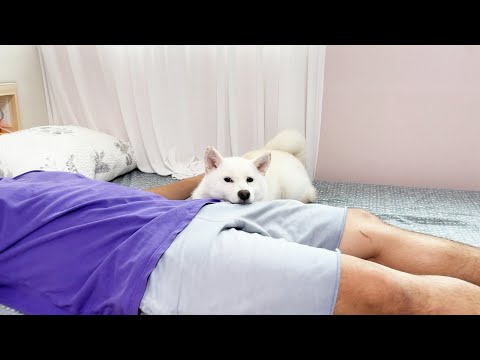 침대에서 <strong>떨어진</strong> 주인을 본 <strong>강아지</strong> 반응 ㅋㅋㅋ