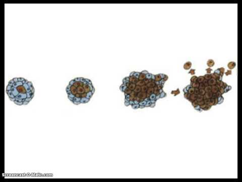 Video: Forskjellen Mellom Stamceller Og Differensierte Celler