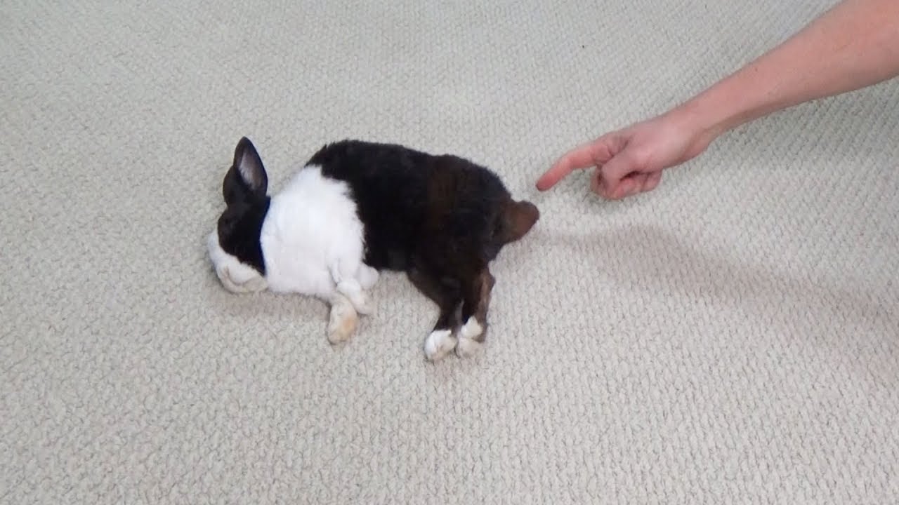 dog eating rabbit poop