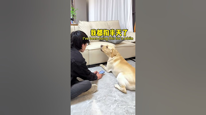 【旺仔很忙🐶Wangzai is busy】狗子：这人真是没一点眼力劲儿He's such a lovesick boy