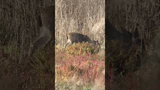 Celebrity Located This Munching Deer Lagging Behind the Group! Hiking Moments Wealth