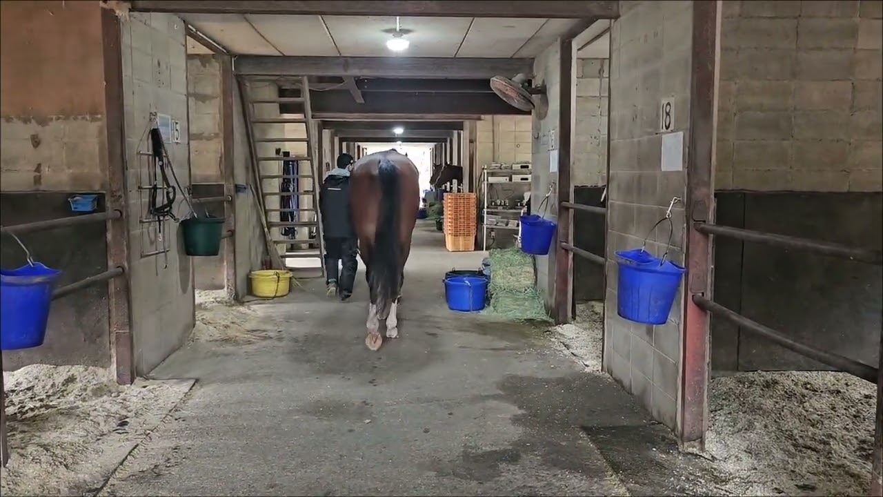 ホランドパーク　260225撮影　うたむら牧場在厩