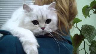 Питомники кошек