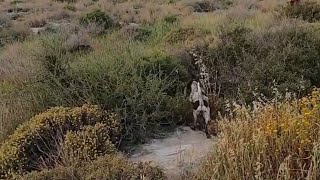 Ki̇o, 2022 Köpek Gezdirme Sezonu Tavşan Videoları.