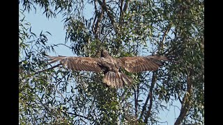 Sycamore Island Bald Eagle Fledge