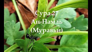 Сура 27 ,,Ан-Намль'' (Муравьи) Коран#Sura 27 ,,An-Naml'' (Ants) Quran