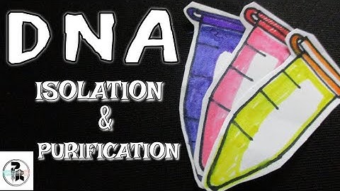 DNA Isolation protocol|DNA extraction @paperpenbiology