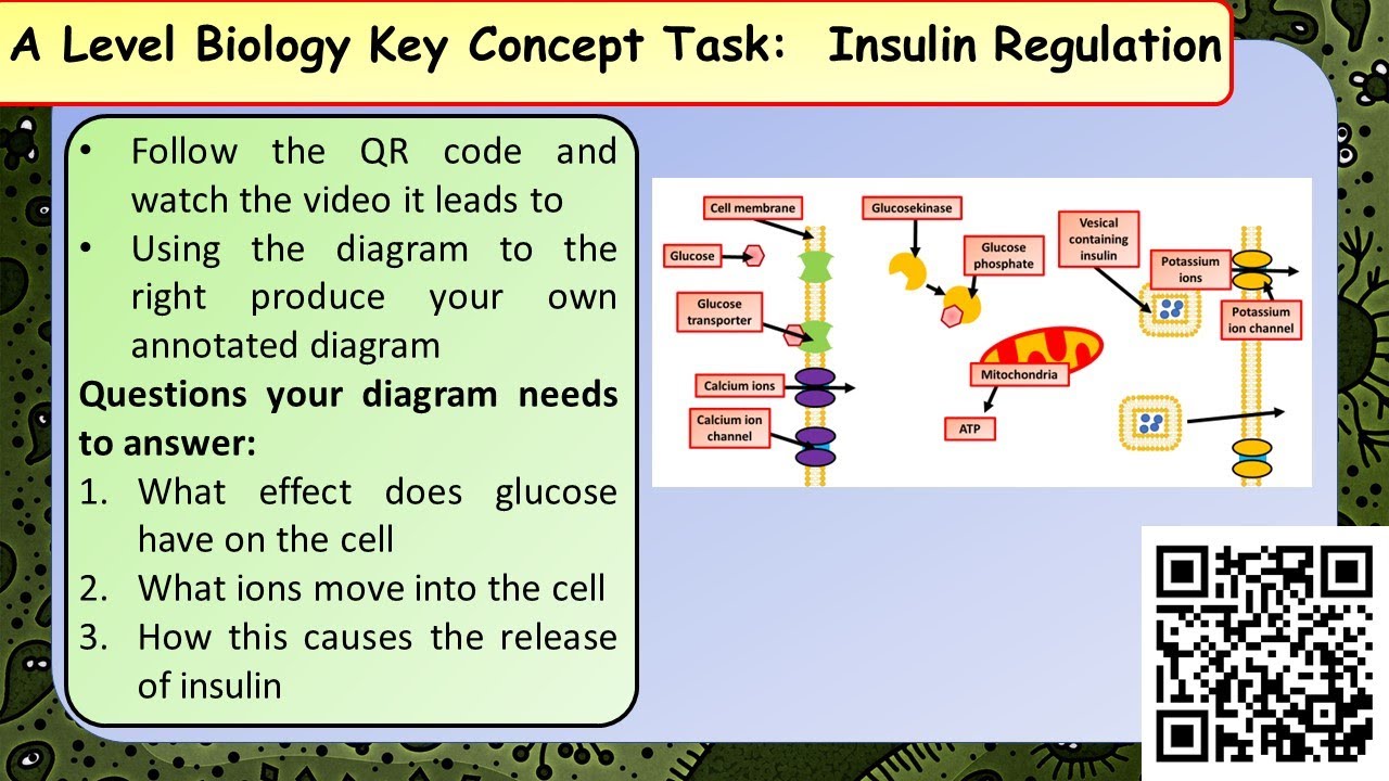 A Level Biology: Insulin Regulation / Production ks430 internorm