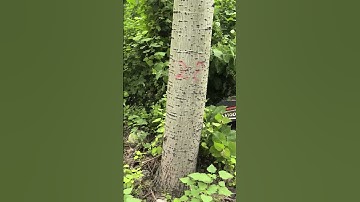 MTSK1000 Remote Control Forest Mulcher is clearing thick bushes with ease