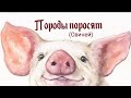 Распространённые породы поросят/ Какие породы мало известны!