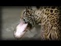 Fishing Jaguar | La pesca del jaguar