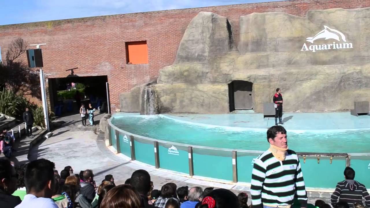 Segunda irrupción de Animalistas MDP e independientes en oceanario "Aquarium MDP"