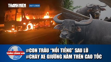 TOÀN CẢNH 17H 24/11: Trâu lạc trên nóc nhà đưa xuống ra sao; Lũ miền Trung lớn nhất 50 năm, vì sao?