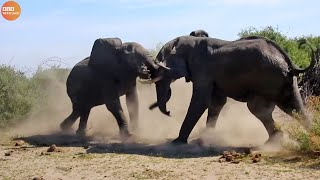 Fiercest Battle of Elephants and Disastrous Results | Animal Fight