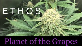 E T H O S  - Planet of the Grapes - Day 32 of Flower