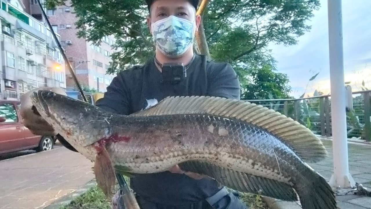 好兇狠的地方媽媽heavy Cover Game 雷強 雷魚 泰國鱧 呆呆 生魚 Snakehead Haruan Gabus Youtube