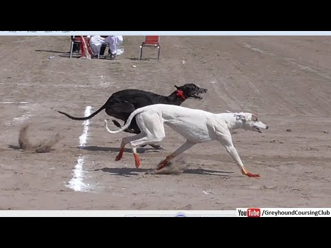 Dogistonliklar eshakdagi yigitlarni sikishadi