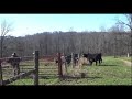 Training Border Collies to work cattle at distance.Teaching blind ourun & lookback Training Border Collies to work cattle at distance.Teaching blind ourun & lookback