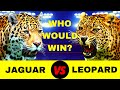 200 lb JAGUAR VS 200 lb LEOPARD FIGHT - Who Would Win?