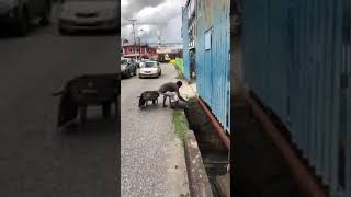 Man Is Seen Littering In Drain And Doesn't Care