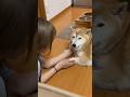 柴犬福 エミネム口調にハマる姉に白目をむく柴犬🤣Sis and Shiba🤣#姉と柴 #eminem #shorts #柴犬 #japanesedog #shibainu #시바견 #funny