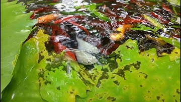 Nuôi cá trân châu, cá bình tích, cá hồng kim, cá mún và cá bảy màu - 2018