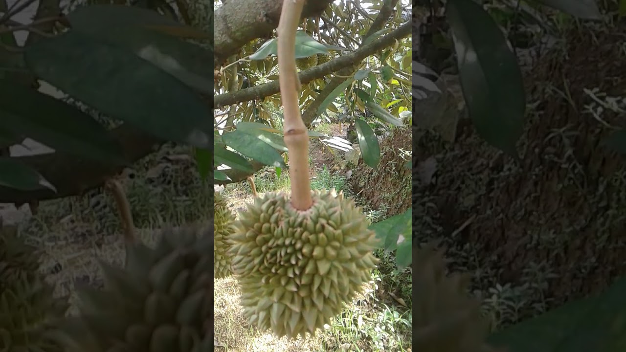 Jual pupuk untuk bunga dan Buah YouTube Jual pupuk untuk bunga dan Buah YouTube